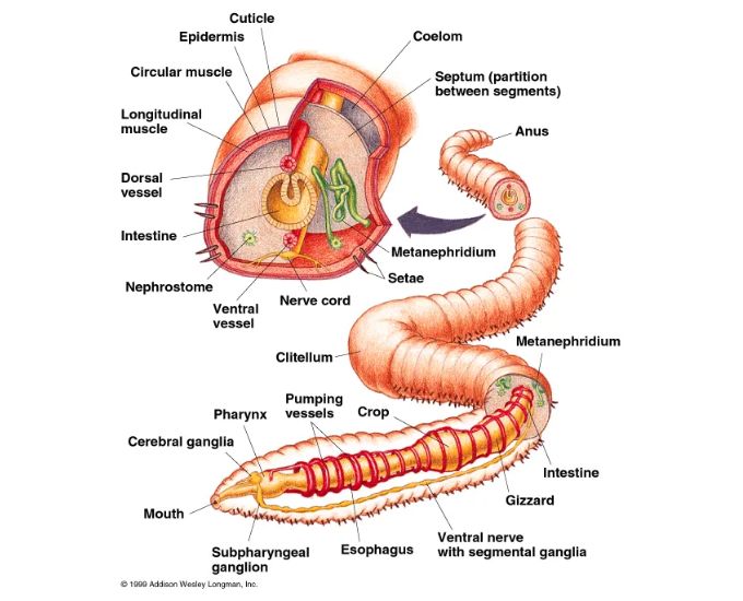 Annelida Educational Chart - Product Image