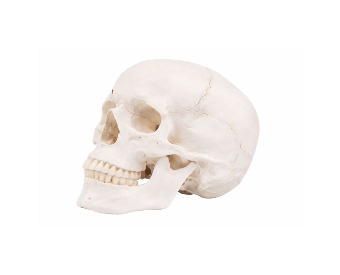 Human Skull Model Life Size Anatomical Study Display