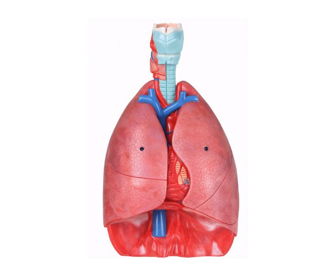 Complete Human Respiratory System Model 7 Parts - Product Image