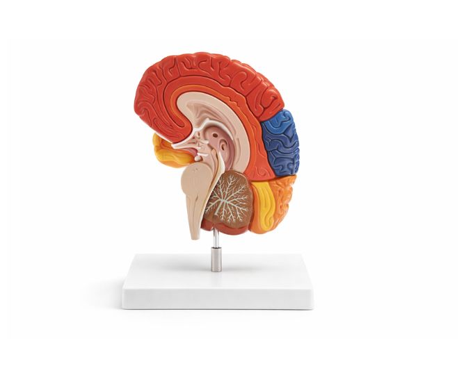 Human Brain Half Anatomy Model MT-075 - Product Image