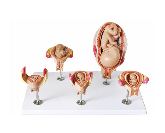 Fetus Development Model Set with 5 Uterus Stages Natural Size - Product Image