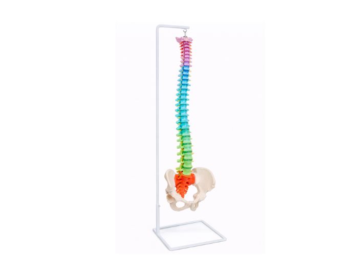 Flexible Spinal Column Colored