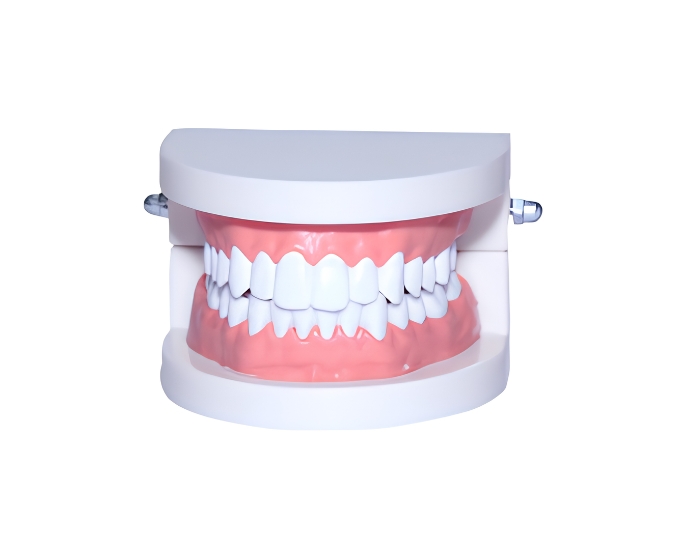 Adult Gum Teeth Anatomical Model - Product Image
