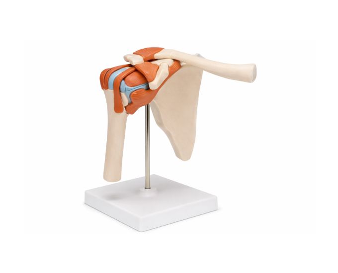 Human Shoulder Joint Anatomy Model Half Life Size for Study