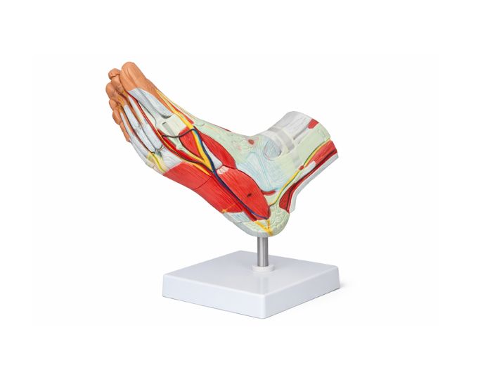 Muscle of Foot with Main Vessel and Nerve Model