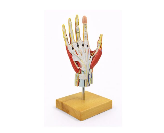 Human Hand Dissection Anatomy Model with Detachable Parts for Study - Product Image 2
