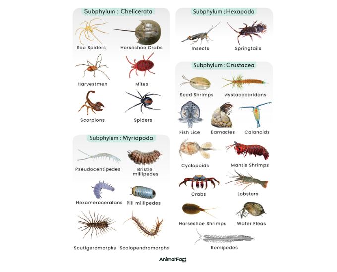 Arthropoda Educational Chart - Product Image