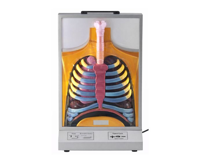 Interactive Human Respiration Demonstration Model with Rib Cage - Product Image