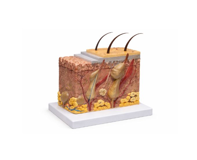 Enlarged Human Skin Structure Block Model for Anatomy Study - Product Image