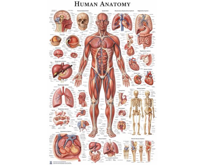 Human Anatomy Educational Charts