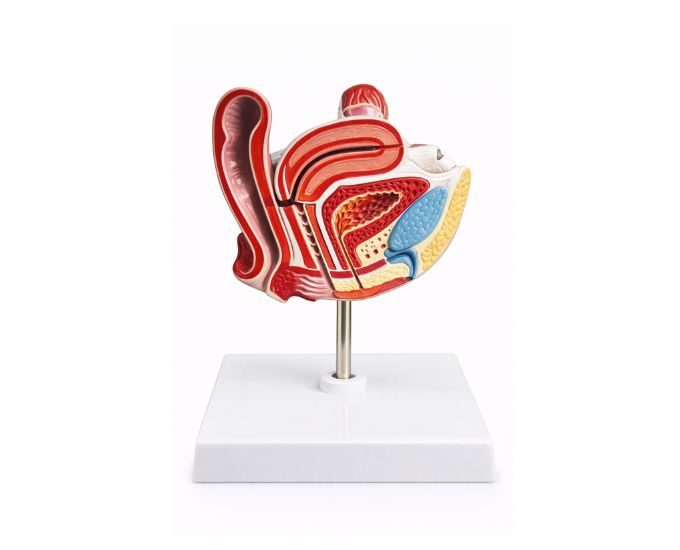 Female Bladder Section Anatomy Model in High-Quality PVC - Product Image