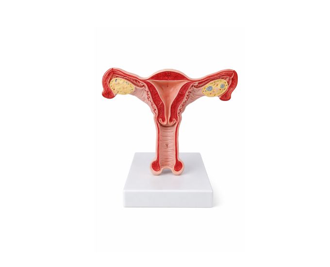 Female Internal Genital Organs Anatomy Model with Enlarged Structure - Product Image