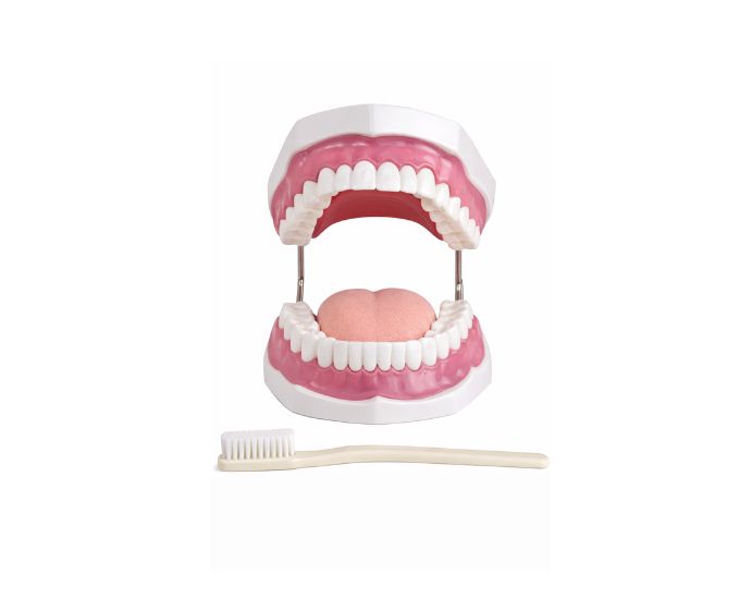Teeth Care Educational Model