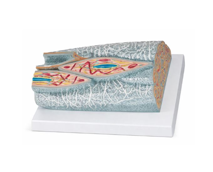Smooth Muscle Microstructure Anatomy Model for Histology Study - Product Image