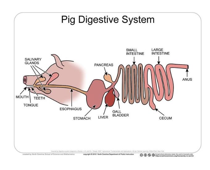 Mammals Educational Chart - Product Image