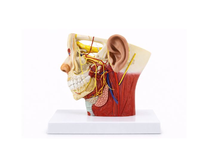 Anatomical Face and Cervical Nerve & Vessel Distribution Study Model - Product Image 2