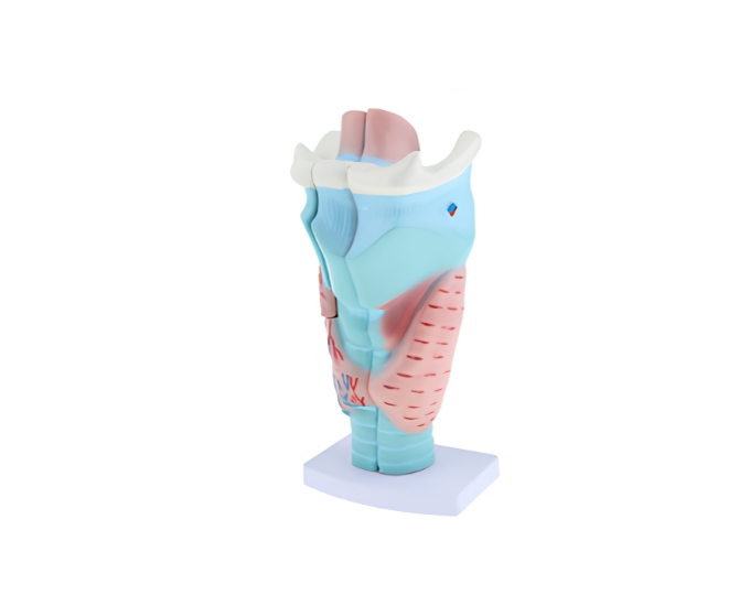 Magnified Human Larynx Anatomical Model (3 Parts) - Product Image
