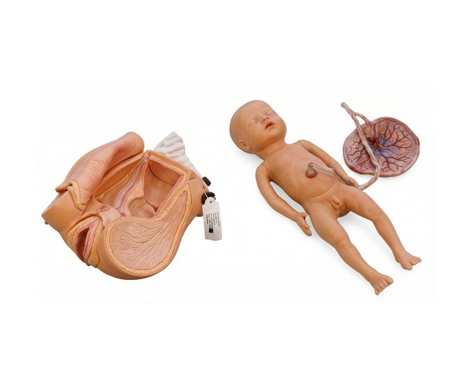 Advanced Obstetric Delivery Mechanism Simulator with Twin Birth Demonstration