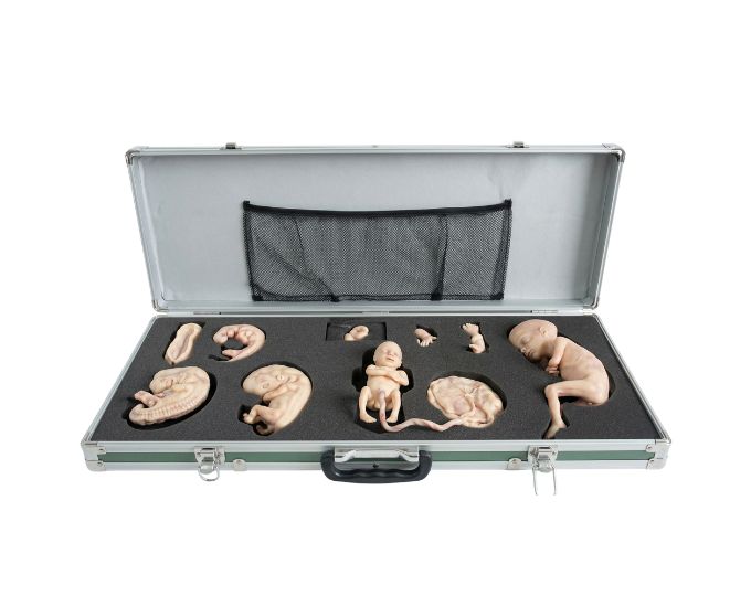 Advanced Embryo Development Process Simulator with 9 Stages