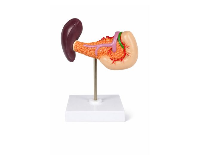 Spleen, Pancreas and Duodenum Anatomical Model Natural Size - Product Image