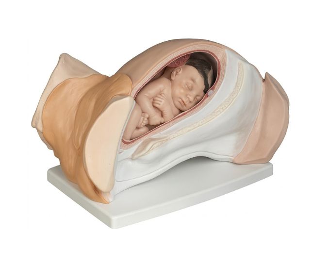 Leopold Maneuvers Simulator for Normal Labor and Fetal Position Training