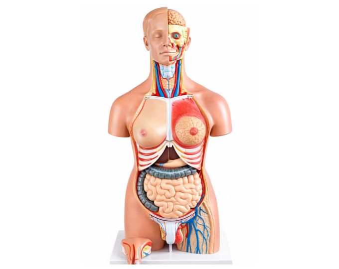 Dual sex torso size 39x26x85cm