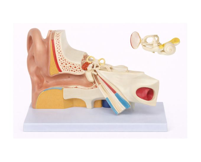 Human Ear Anatomy Model MT-100 - Product Image