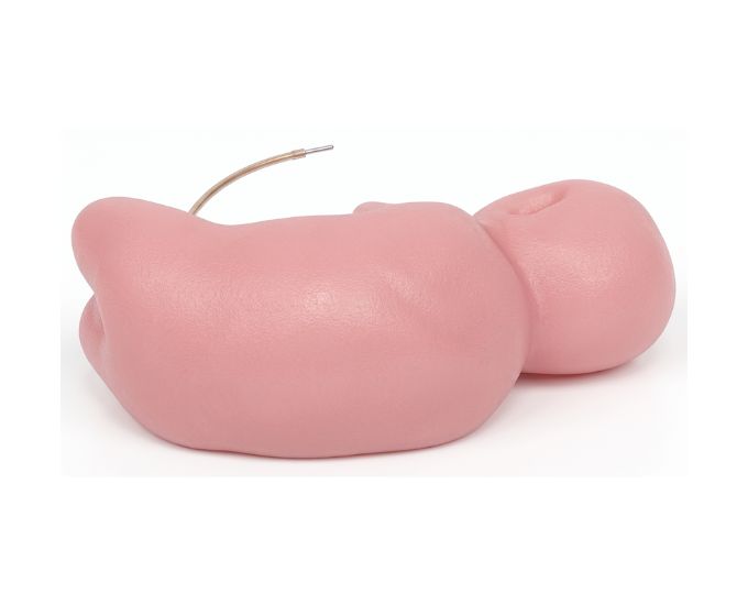 Neonatal Lumbar Puncture Training Model with CSF Simulation - Product Image