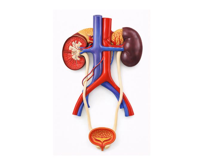 Enlarged Male Urinary System Model with Detachable Sections - Product Image