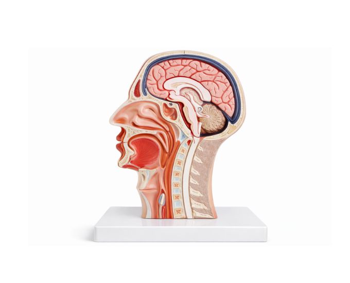 Median and Frontal Section of the Head Life Size - Product Image 2