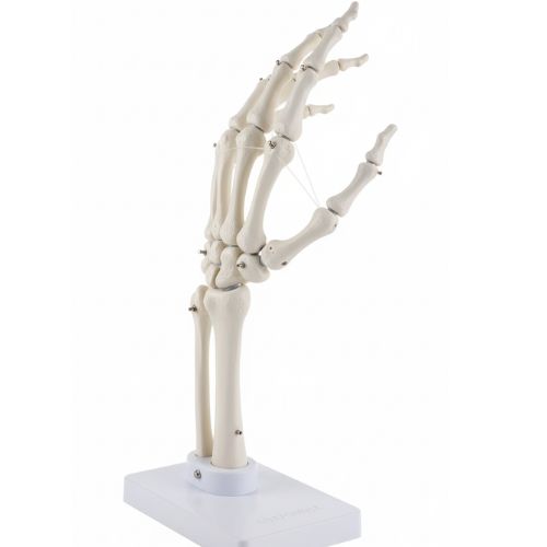Hand joint (without ligaments) - Product Image 2
