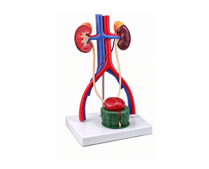 Standard Male Urinary Anatomy Model for Classroom Learning - Product Image