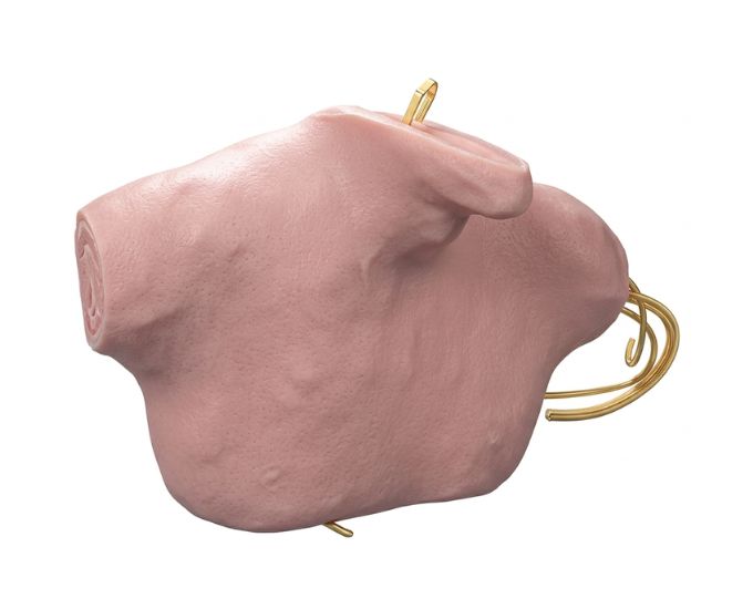 Central Venous Puncture and Catheterization Training Model with Anatomical Landmarks - Product Image