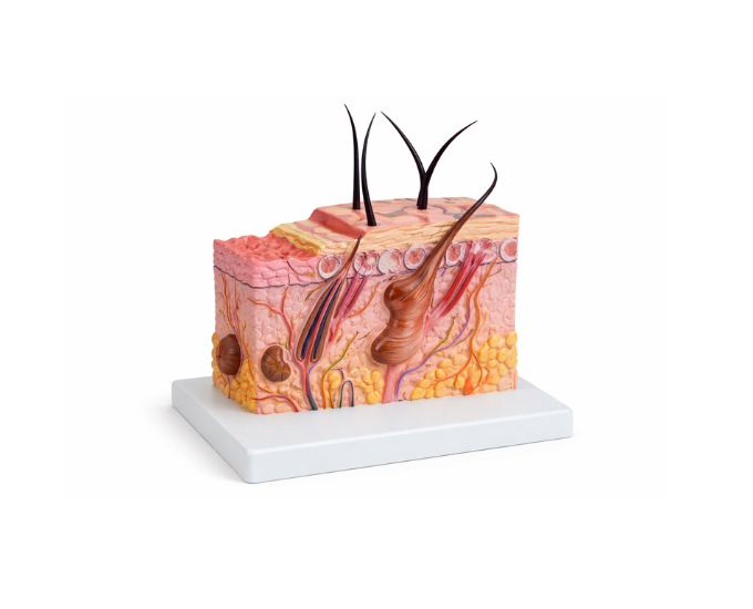 Human Skin Structure Anatomy Model for Dermatology Study - Product Image