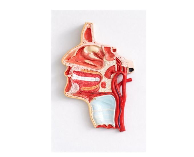 Mouth, Nose, Pharynx & Larynx Anatomy Model with Vessels and Nerves - Product Image