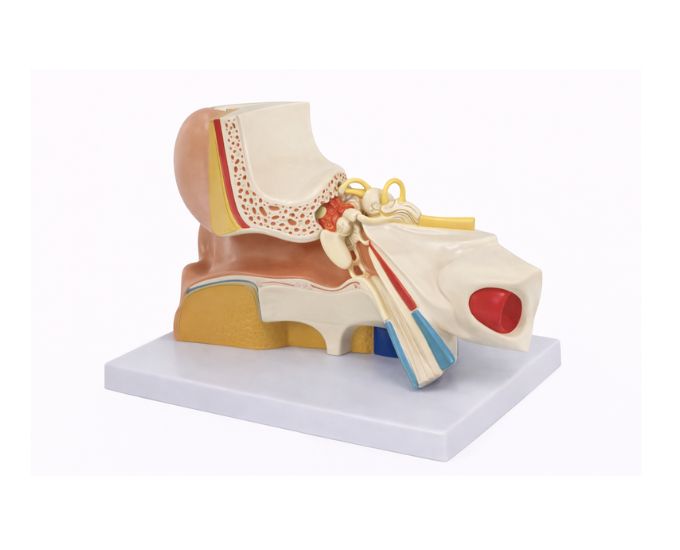 Human Ear Anatomy Model MT-100 - Product Image