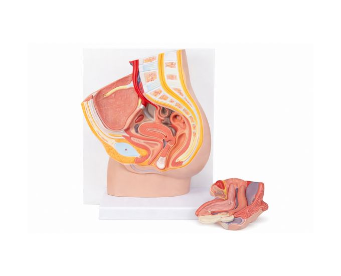 Two-Part Male Pelvis Anatomy Model for Medical Study and Demonstration - Product Image