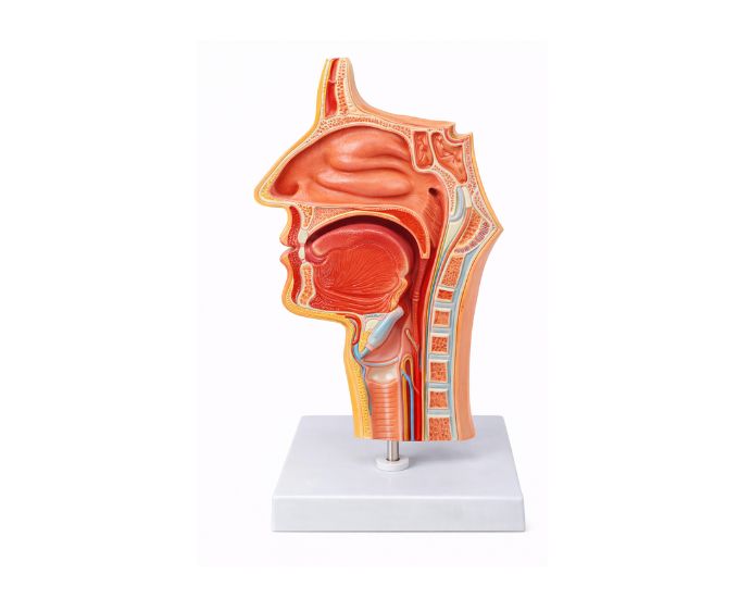 Nasal Cavity Oral Cavity Throat Pharynx Anatomy Model - Product Image