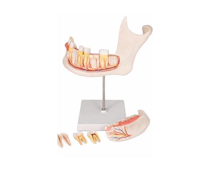 Lower Jaw Anatomy Model 3 Parts for Dental and Medical Education