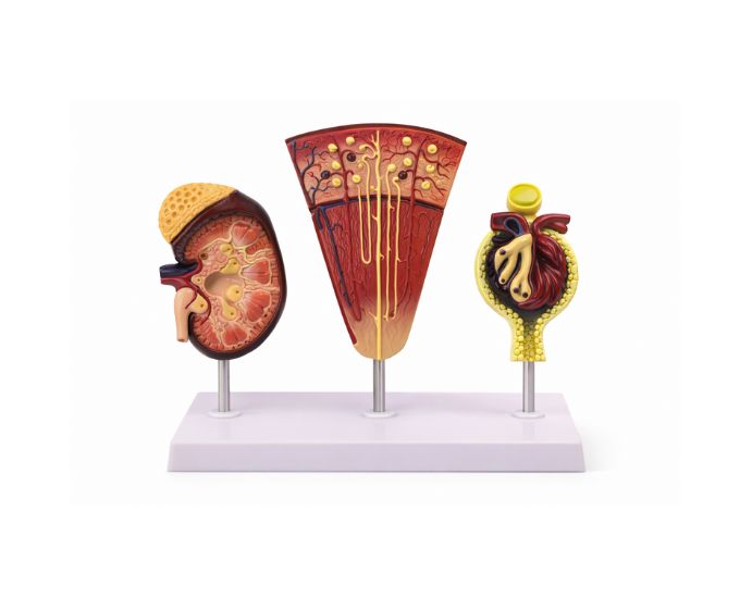 Dual-Scale Kidney Nephron and Glomerulus Display Model - Product Image