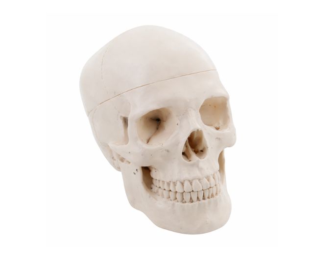 Human Skull Anatomy Model with Removable Teeth Life Size