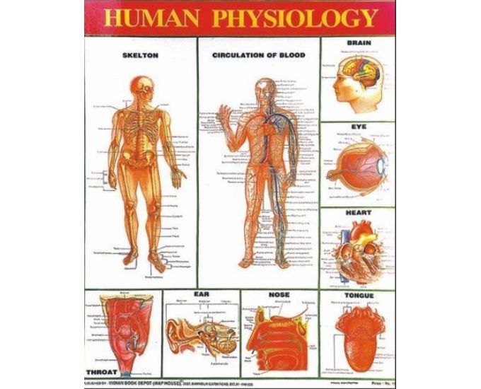 Human Physiology Educational Charts