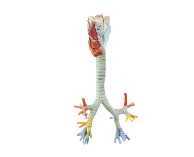 Larynx with Trachea Anatomical Model - Product Image
