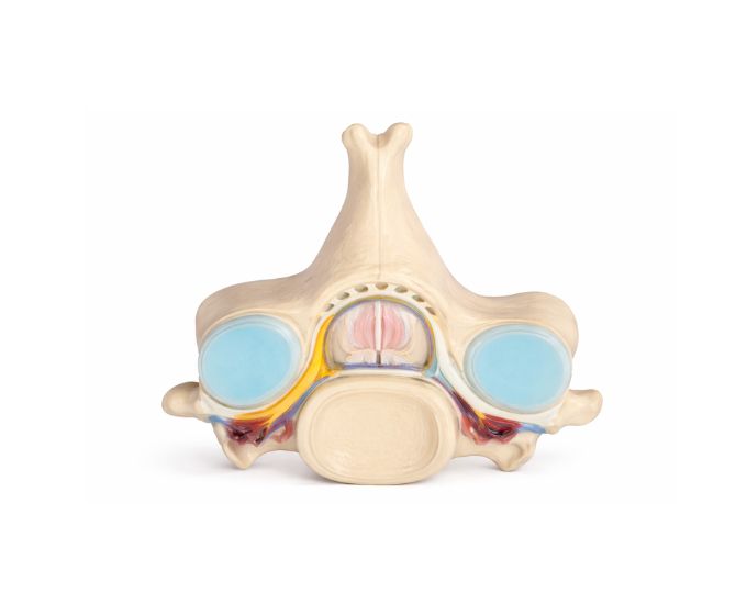 Enlarged Spinal Cord Cross Section Anatomy Model for Study - Product Image