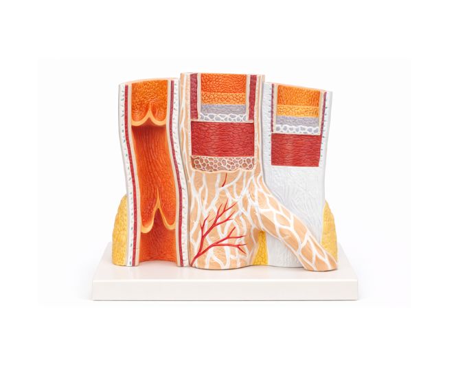 Human Artery Anatomy Teaching Model for Medical Demonstration - Product Image