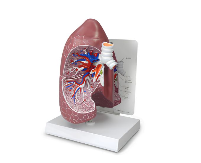 Basic Lung Anatomy Model for Medical Education - Product Image