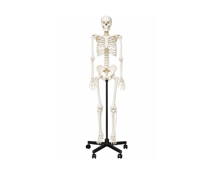 Life-Size Human Skeleton Anatomy Model with Spinal Nerves and Arteries