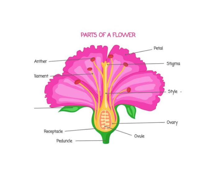 Botany Educational Chart