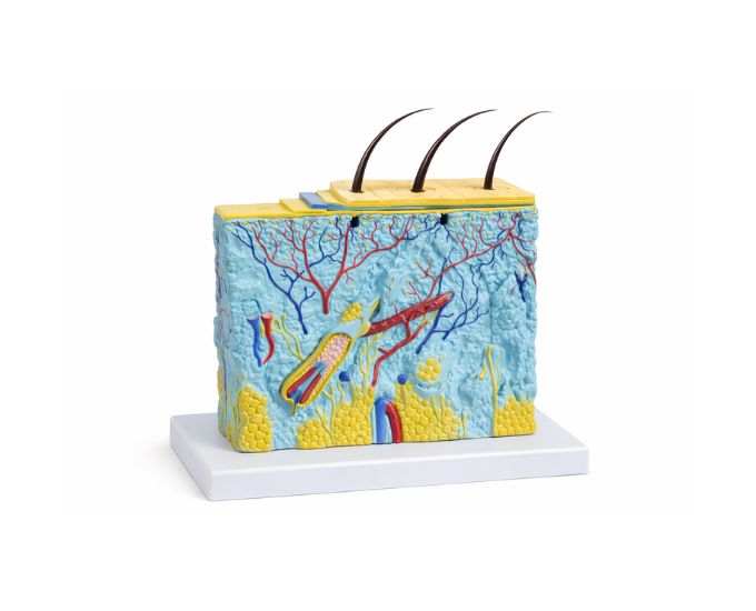Highly Enlarged Human Skin Anatomy Model for Detailed Study - Product Image