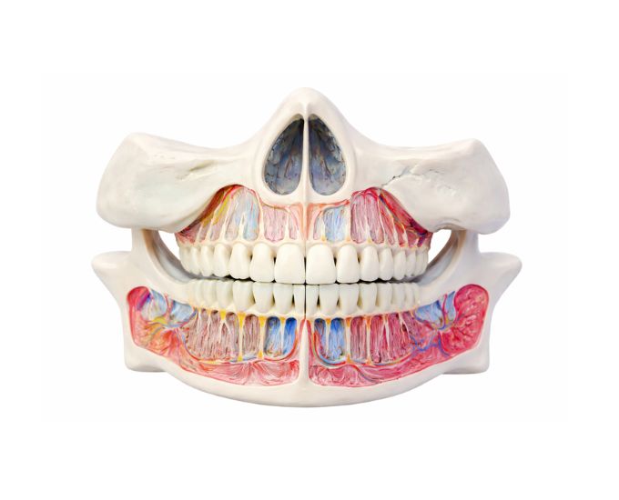 Deciduous Teeth Model for Dental Anatomy Education - Product Image